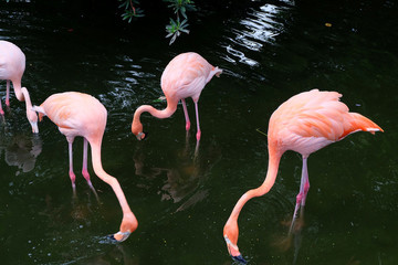 火烈鳥(niǎo)