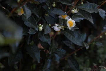 茶葉