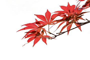 楓葉素材紅葉素材