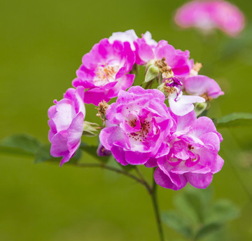 蘭花