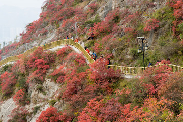 巫峽風(fēng)光巫山紅葉