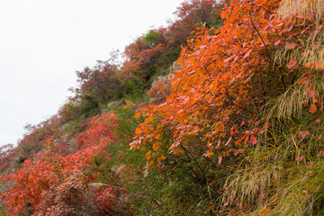 巫峽風(fēng)光巫山紅葉