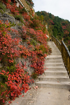 巫峽風(fēng)光巫山紅葉