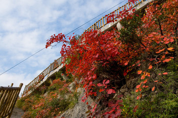 巫峽風(fēng)光巫山紅葉