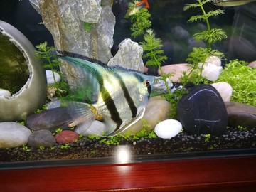 生態(tài)魚缸