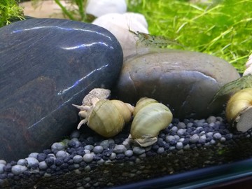 生態(tài)魚缸