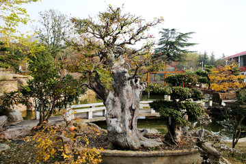 盆景樹樁