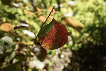 紅葉