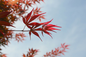 紅葉樹葉
