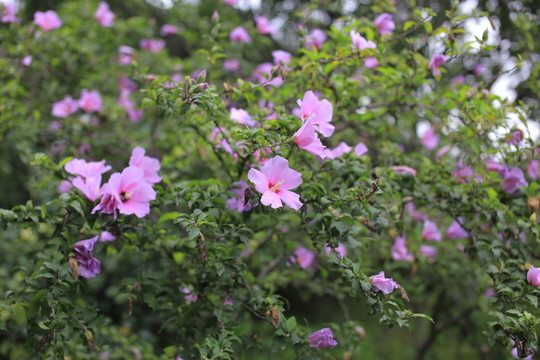 木槿