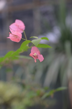 葉子花