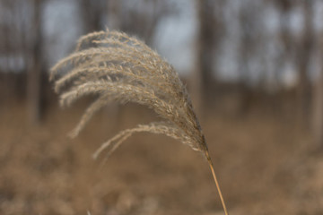 蘆葦花