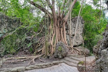 榕樹