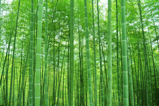 竹林