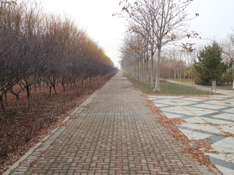 深秋小路