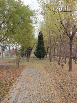 秋天小路