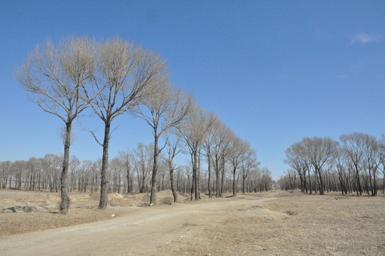 大漠荒野風景畫