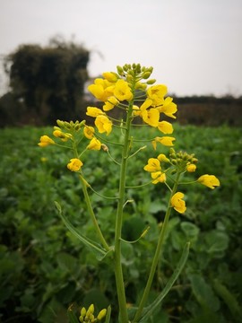 油菜花