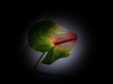 微拍花燭