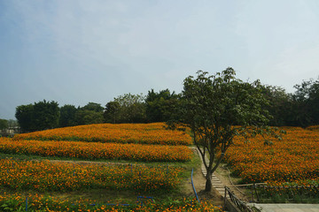 花田花海