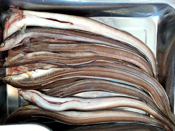深海魚