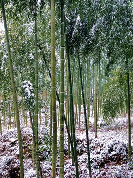 竹林