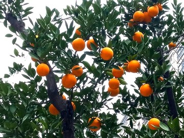 柑橘樹