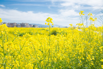油菜花