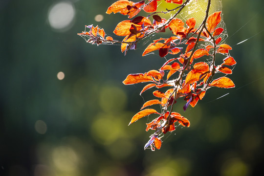 紅葉