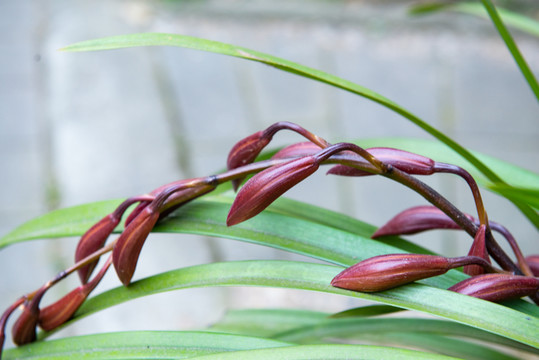 蘭花蘭草