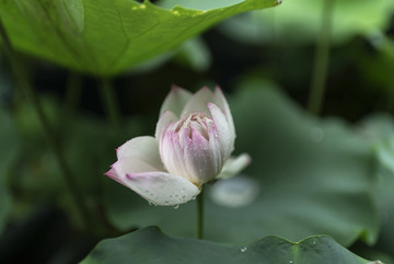 上海古漪園荷花花展
