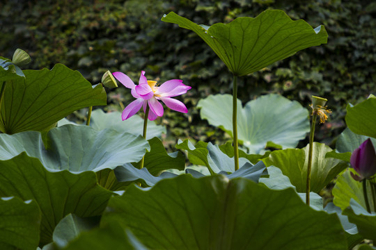 荷花
