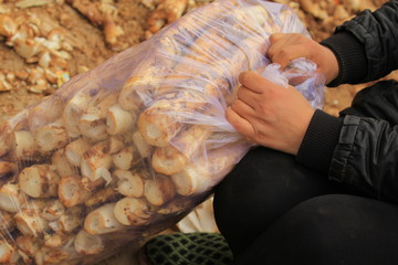 江西萬年縣山竹筍野山筍
