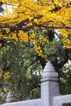 紅螺寺