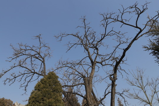 樹枝
