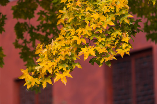 紅葉