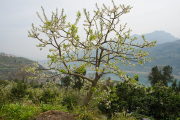 巫峽李樹(shù)田園風(fēng)光