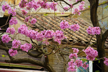 沙灣古鎮(zhèn)