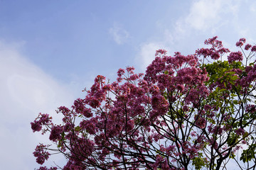 紅花風(fēng)鈴木