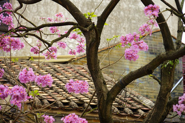 沙灣古鎮(zhèn)