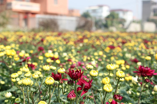 菊花