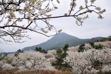 梁化李花