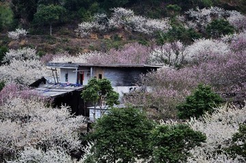 梁化桃梅園