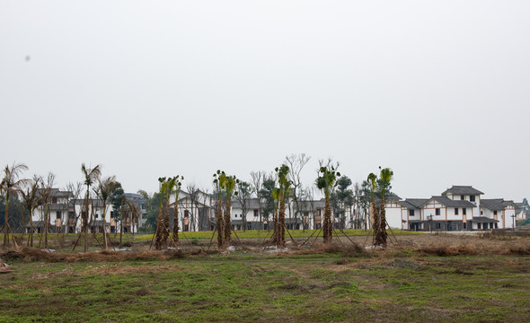 新農(nóng)村建筑