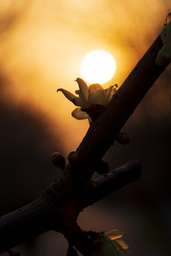 夕陽(yáng)下的臘梅