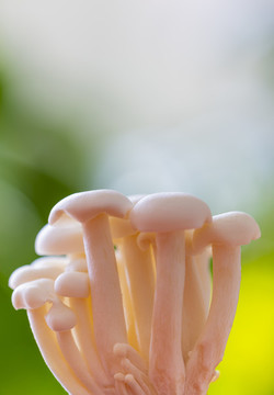 白玉菇
