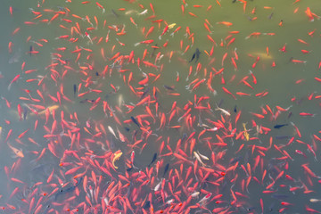 池塘里的金魚(yú)