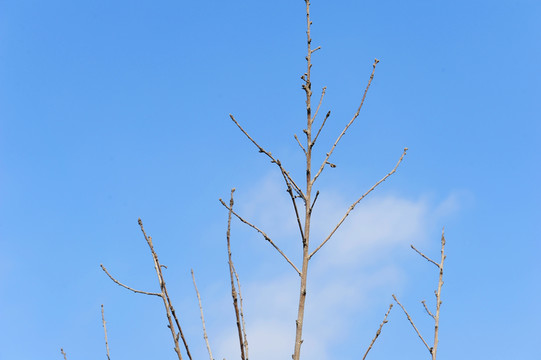 枯枝
