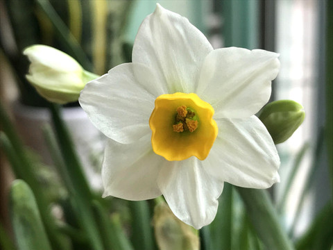 水仙花