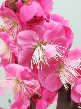 梅花